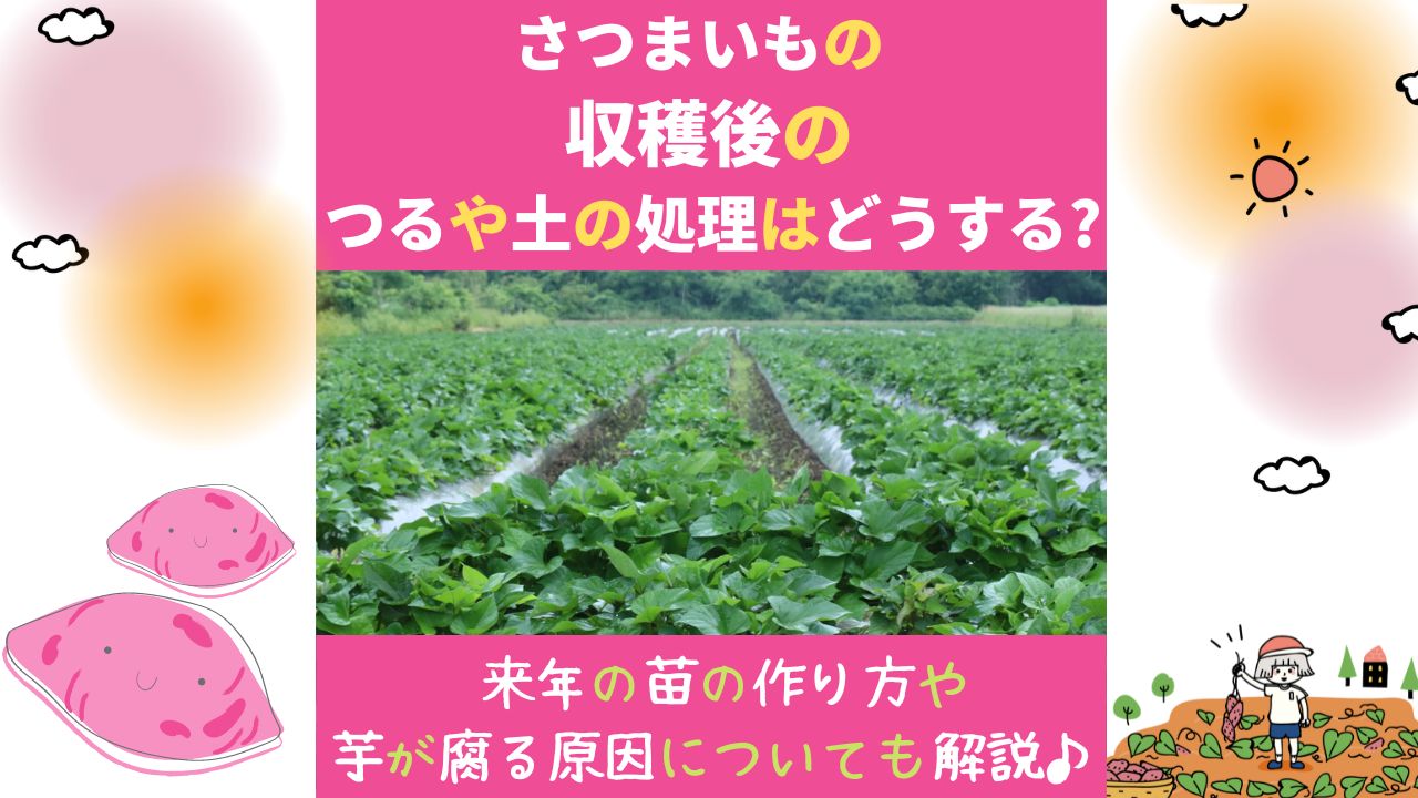 さつまいものつるの処理は3パターン 収穫後の土や畑の手入れは 来年の苗の作り方や芋が腐る原因についても分かりやすく解説 ある日のベリーファーム