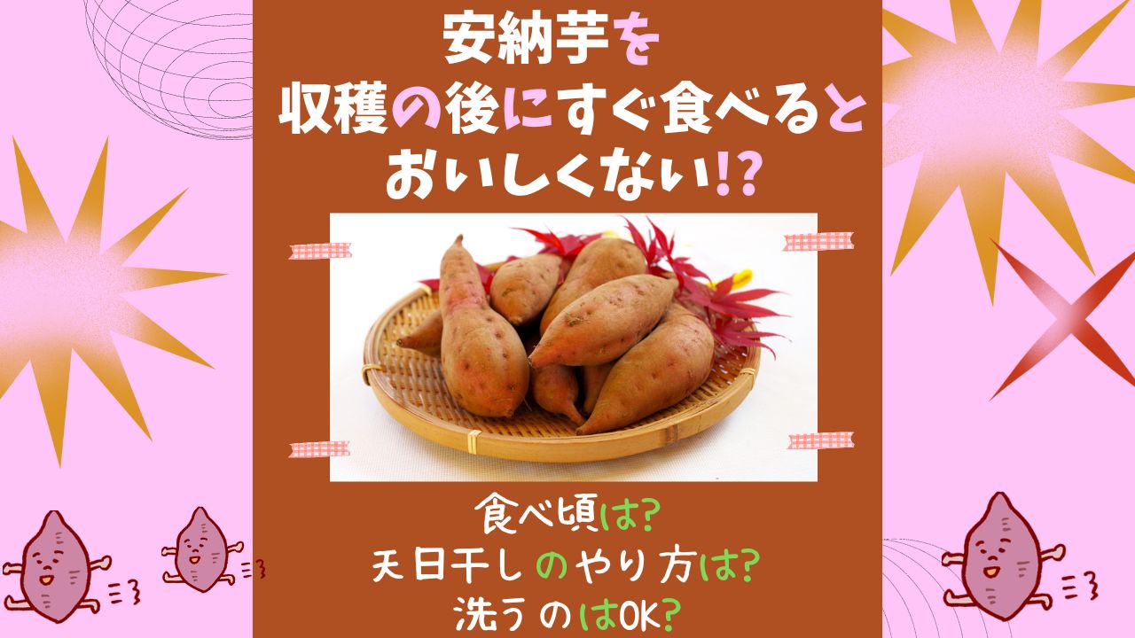 安納芋は収穫の後にすぐ食べるとおいしくない さつまいもの食べ頃は 天日干しのやり方や洗うのはokなのかについても ある日のベリーファーム